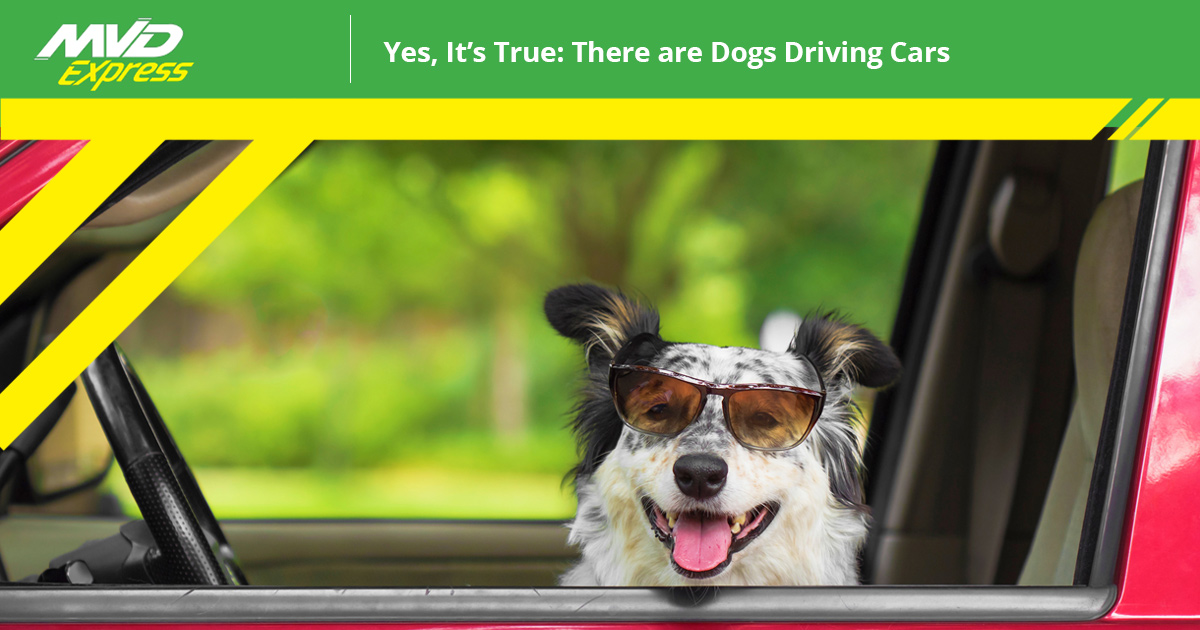BlogImage-1200x628-Yes-Its-True-There-are-Dogs-Driving-Cars-5bbbd0abaf68e BlogImage-1200x628-Yes-Its-True-There-are-Dogs-Driving-Cars-5bbbd0abaf68e
